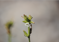 Nicotiana corymbosa