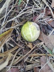 Cucurbita foetidissima