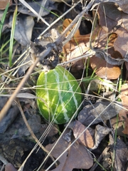 Cucurbita foetidissima