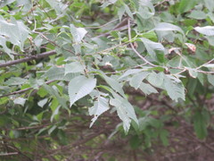 Ulmus × intermedia