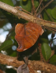 Historis odius odius