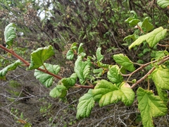 Ribes punctatum