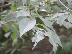 Ulmus × intermedia