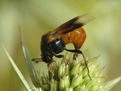 Ripiphorus subdipterus