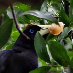 Psarocolius decumanus