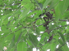 Ulmus × intermedia