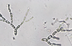 Phaeothamnion