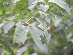 Ulmus × intermedia