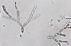 Phaeothamnion