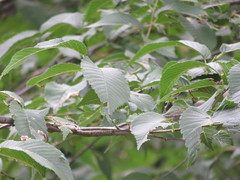 Ulmus × intermedia