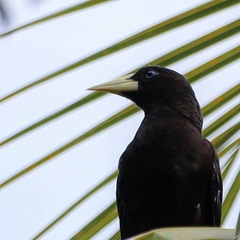 Psarocolius decumanus