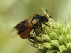 Ripiphorus subdipterus