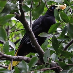 Psarocolius decumanus