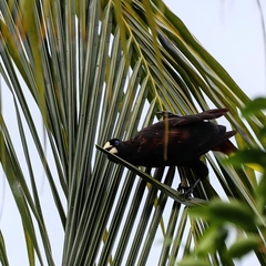 Psarocolius decumanus