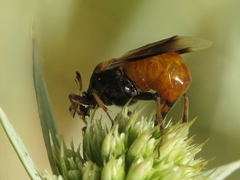 Ripiphorus subdipterus