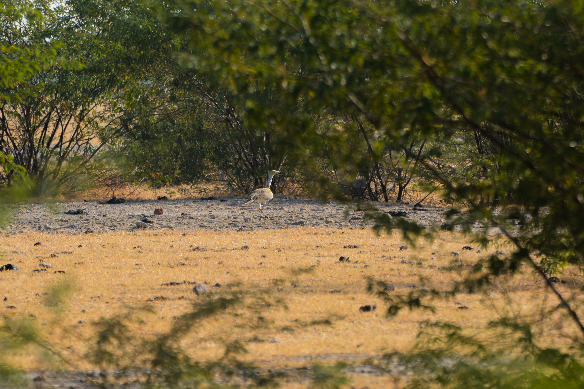 Asian Houbara