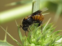 Ripiphorus subdipterus
