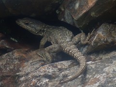 Pseudocordylus melanotus