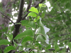 Ulmus × intermedia