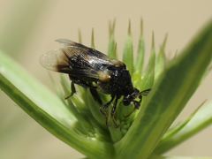 Ripiphorus subdipterus