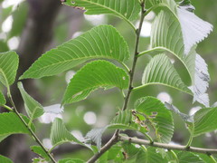 Ulmus × intermedia