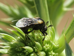 Ripiphorus subdipterus