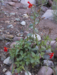 Erythranthe verbenacea