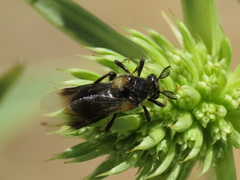 Ripiphorus subdipterus