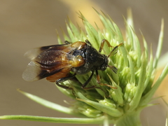 Ripiphorus subdipterus