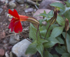 Erythranthe verbenacea