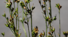 Nicotiana corymbosa