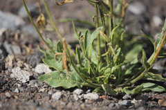 Nicotiana corymbosa