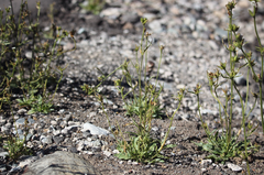 Nicotiana corymbosa