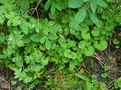 Chrysosplenium serreanum