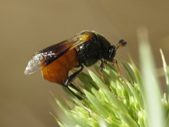 Ripiphorus subdipterus