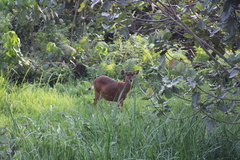 Tragelaphus spekii
