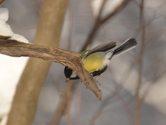 Parus major