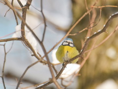 Cyanistes caeruleus