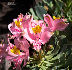 Alstroemeria umbellata