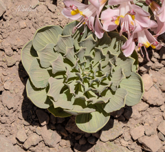 Alstroemeria umbellata