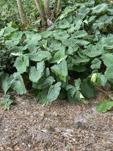 Xanthosoma sagittifolium image