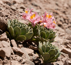 Alstroemeria umbellata