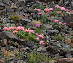 Alstroemeria umbellata