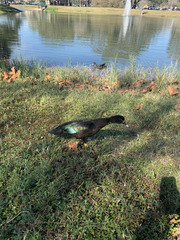 Cairina moschata domestica