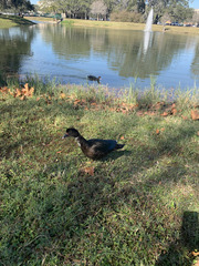 Cairina moschata domestica