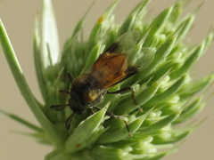 Ripiphorus subdipterus