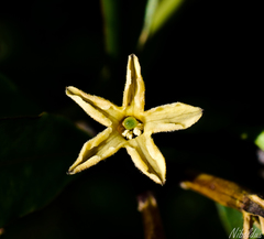 Cestrum parqui