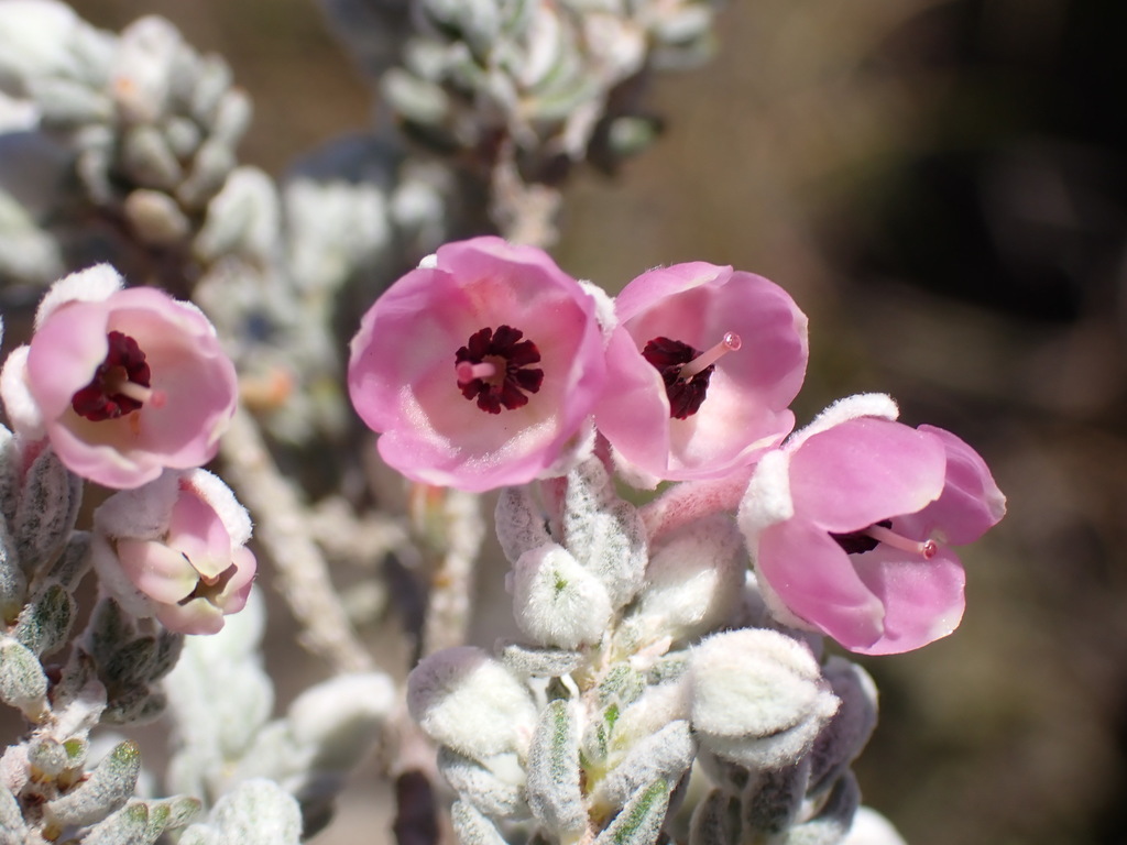 Sparrow-wort