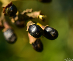 Cestrum parqui