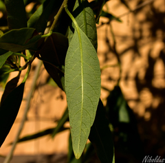 Cestrum parqui